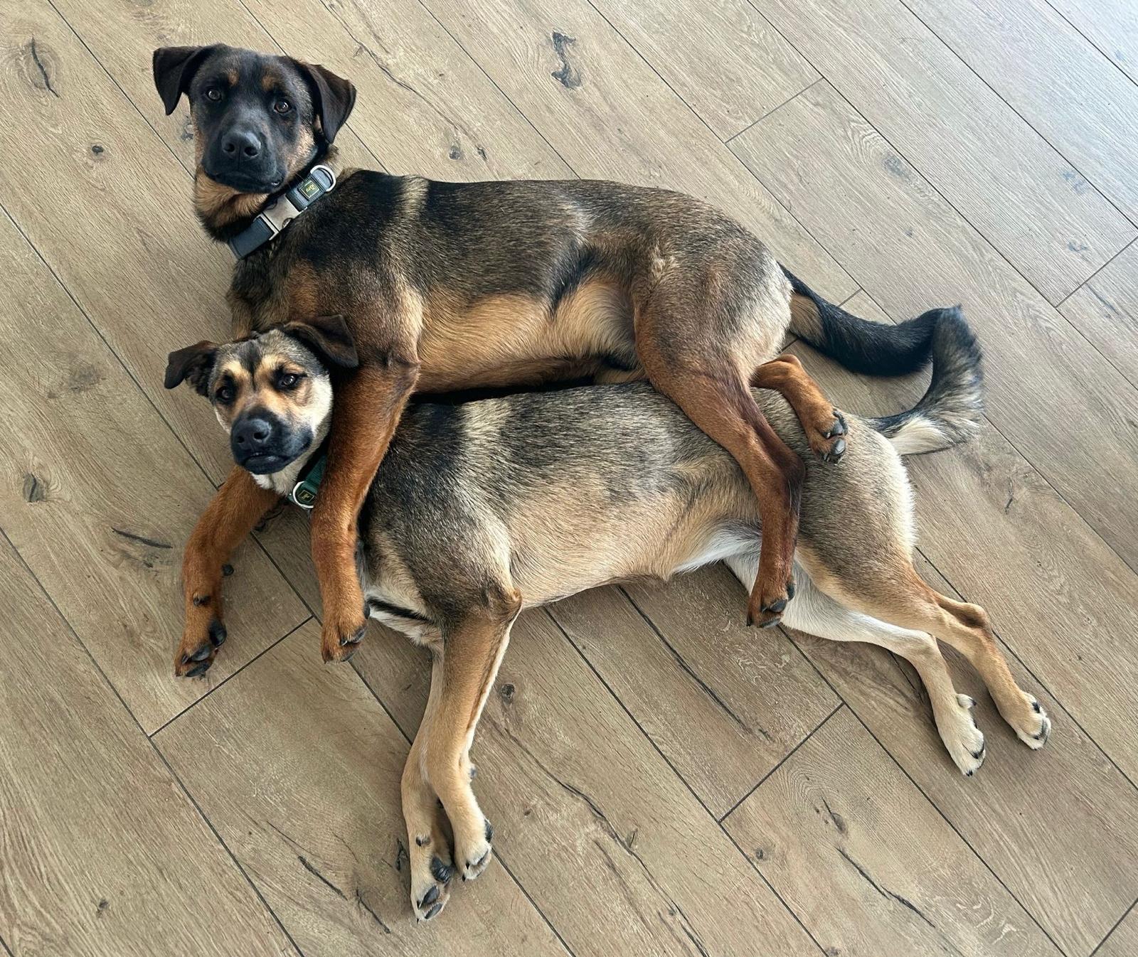 Curly & Cooper